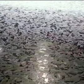 冷間圧延された亜鉛コーティングは電流を通された鋼鉄30mm-1500mmを転がした